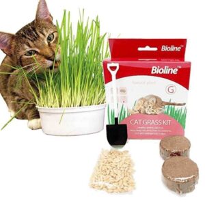 Pasto Bioline Cat Grass Kit 12 G
